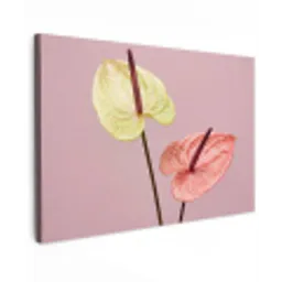 Bloemen - Anthuriums - Geel - Roze canvas 2cm klein -z3d
