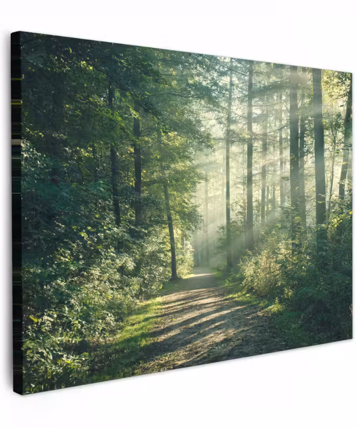 Canvas schilderij - Bos - Pad - Zon - Bomen - Groen - Natuur