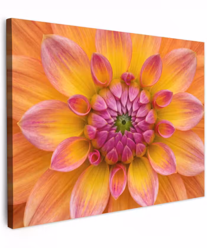 Canvas schilderij - Dahlia - Bloem - Oranje