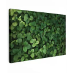 Groen - Bladeren - Kartel - Zonlicht canvas 2cm klein -z3d