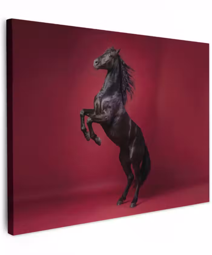 Canvas schilderij - Hengst - Steigert - Rood