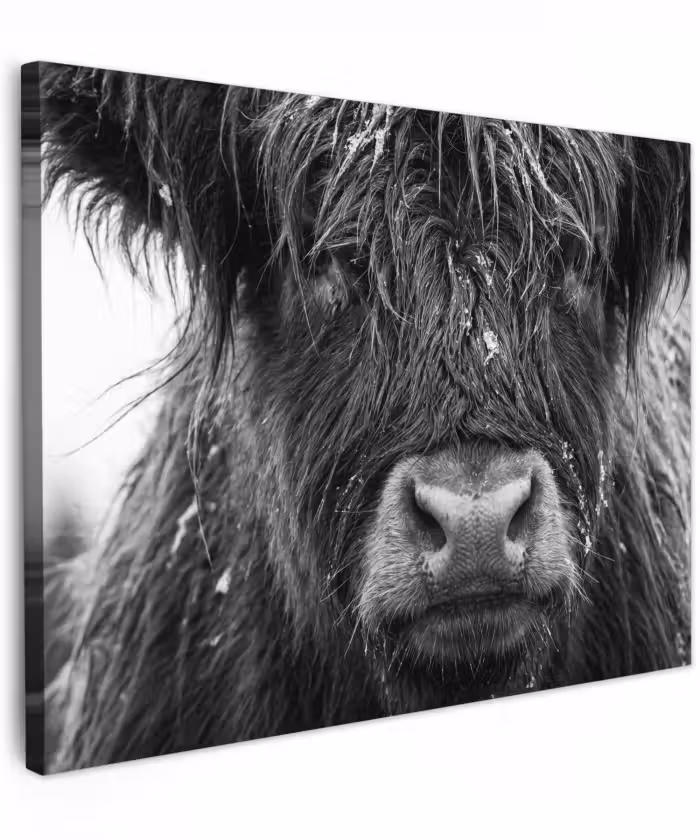 Canvas schilderij - Schotse hooglander - Zwart - Wit - Sneeuwvlokken