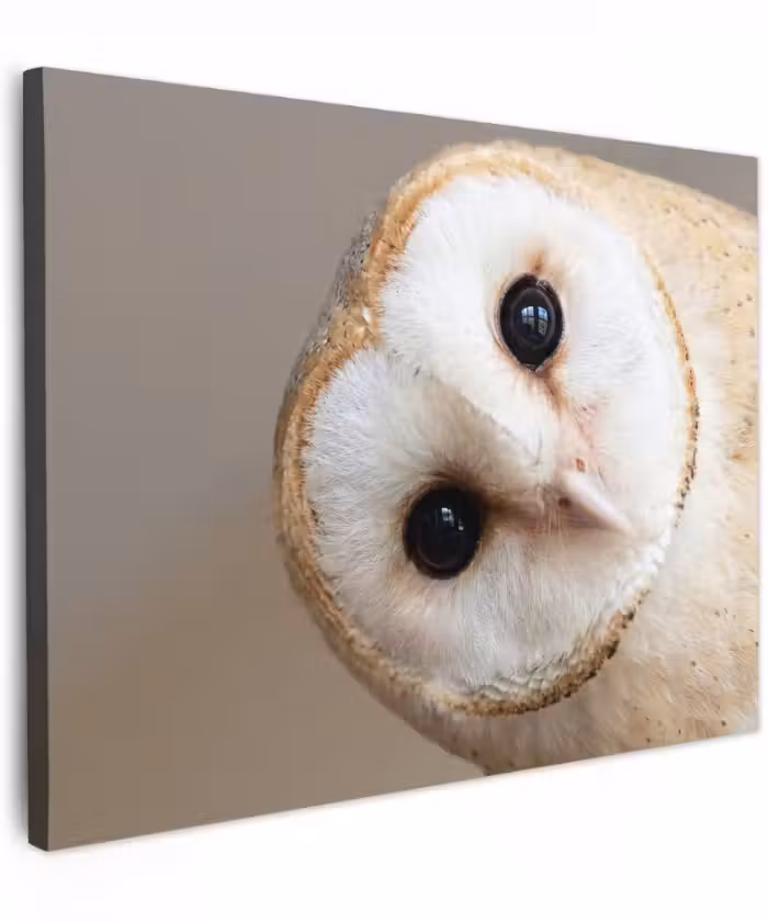 Canvas schilderij - Uil - Bruin - Wit
