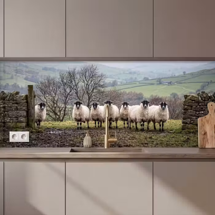 Keuken achterwand - Schapen - Rij - Weide - Dieren - Platteland