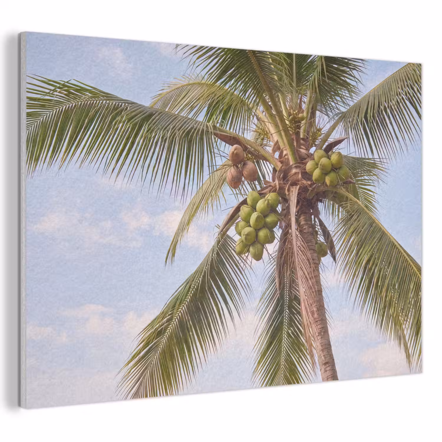Kokosnoot - Boom - Tropisch - Natuur - Groen PET vilt klein -3d