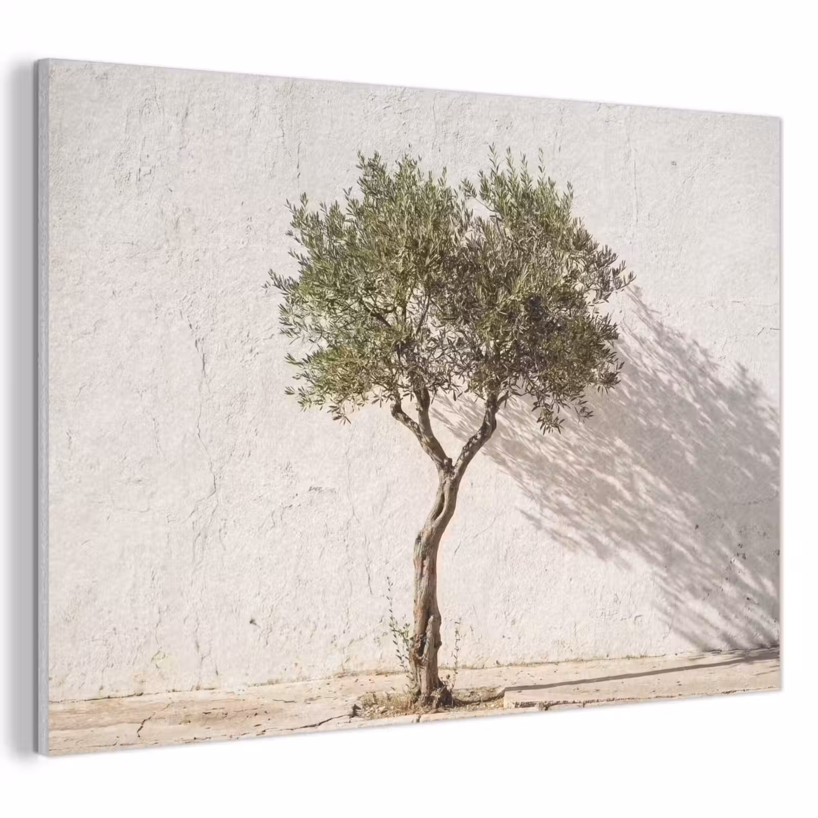 Akoestisch schilderij - Olijfboom - muur - wit - Olijfboom - muur - wit PET vilt klein