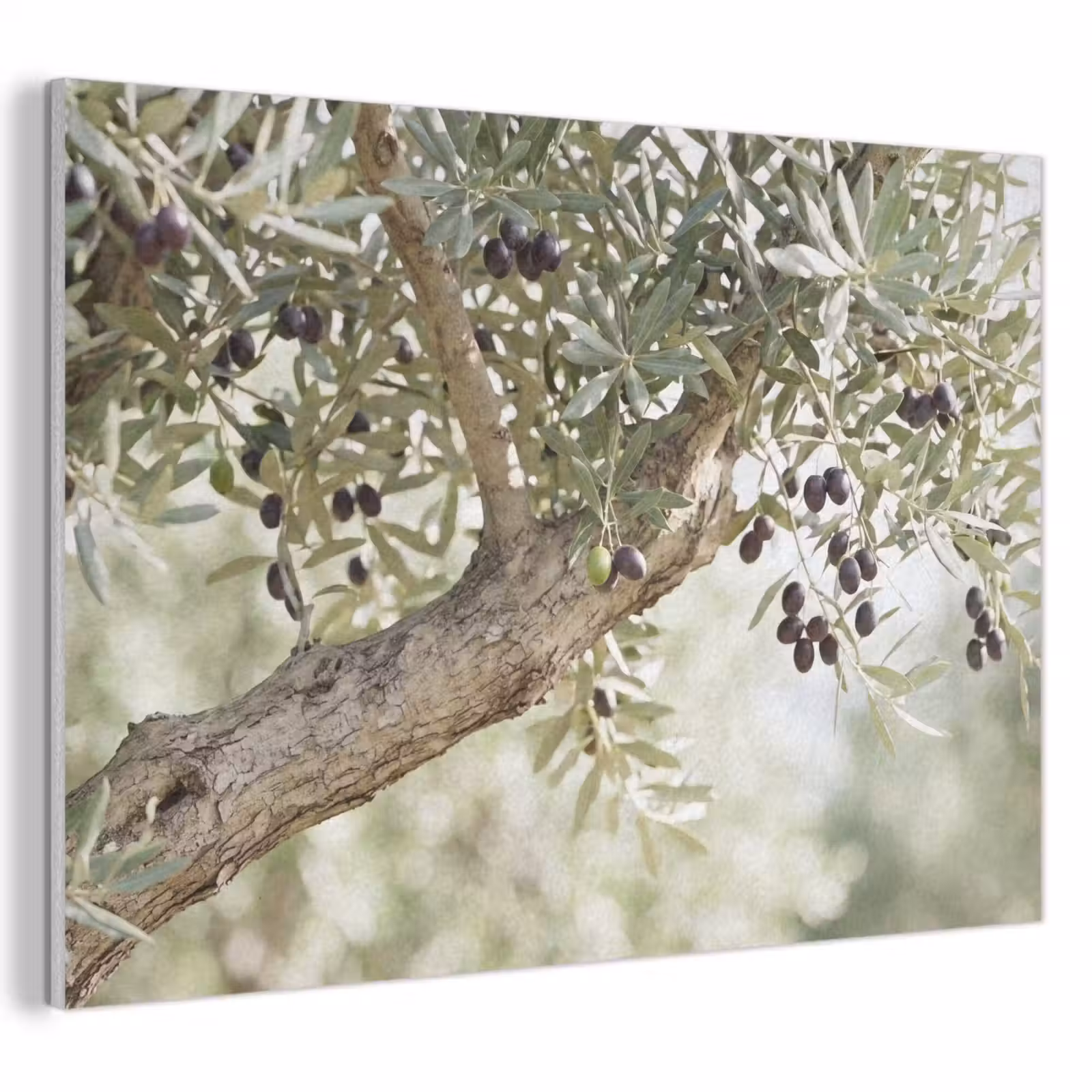 Akoestisch schilderij - Olijfboom - tak - groen - Olijfboom - tak - groen PET vilt klein