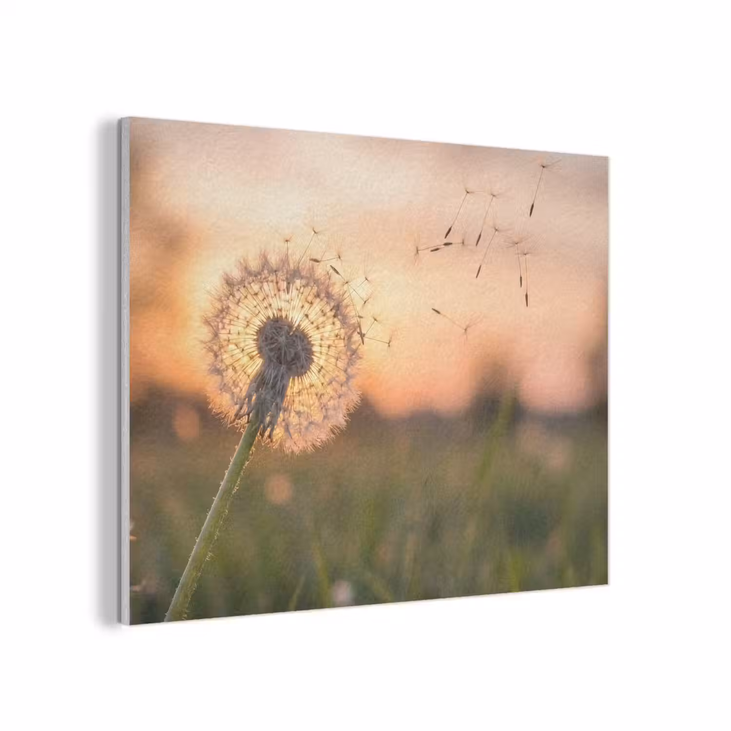 Paardenbloem - Zonsondergang - Veld PET vilt klein -3d