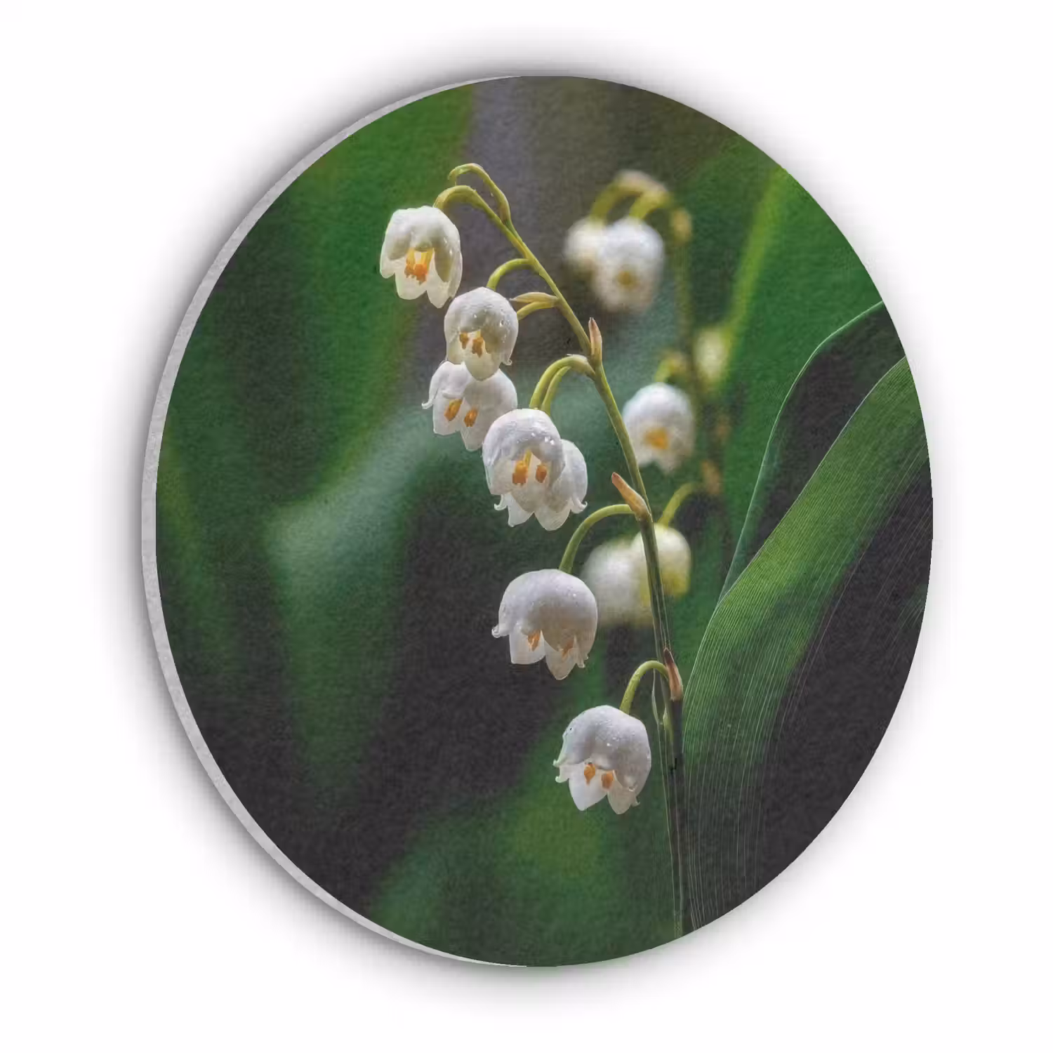 Bloemen - Wit - Bladeren - Lelietjes Akoestische PET Vilt - Rond klein -3d