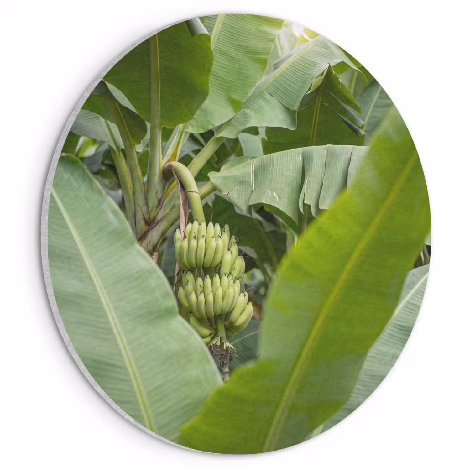 Eten - Bananen - Plantage - Groen Akoestische PET Vilt - Rond klein -3d