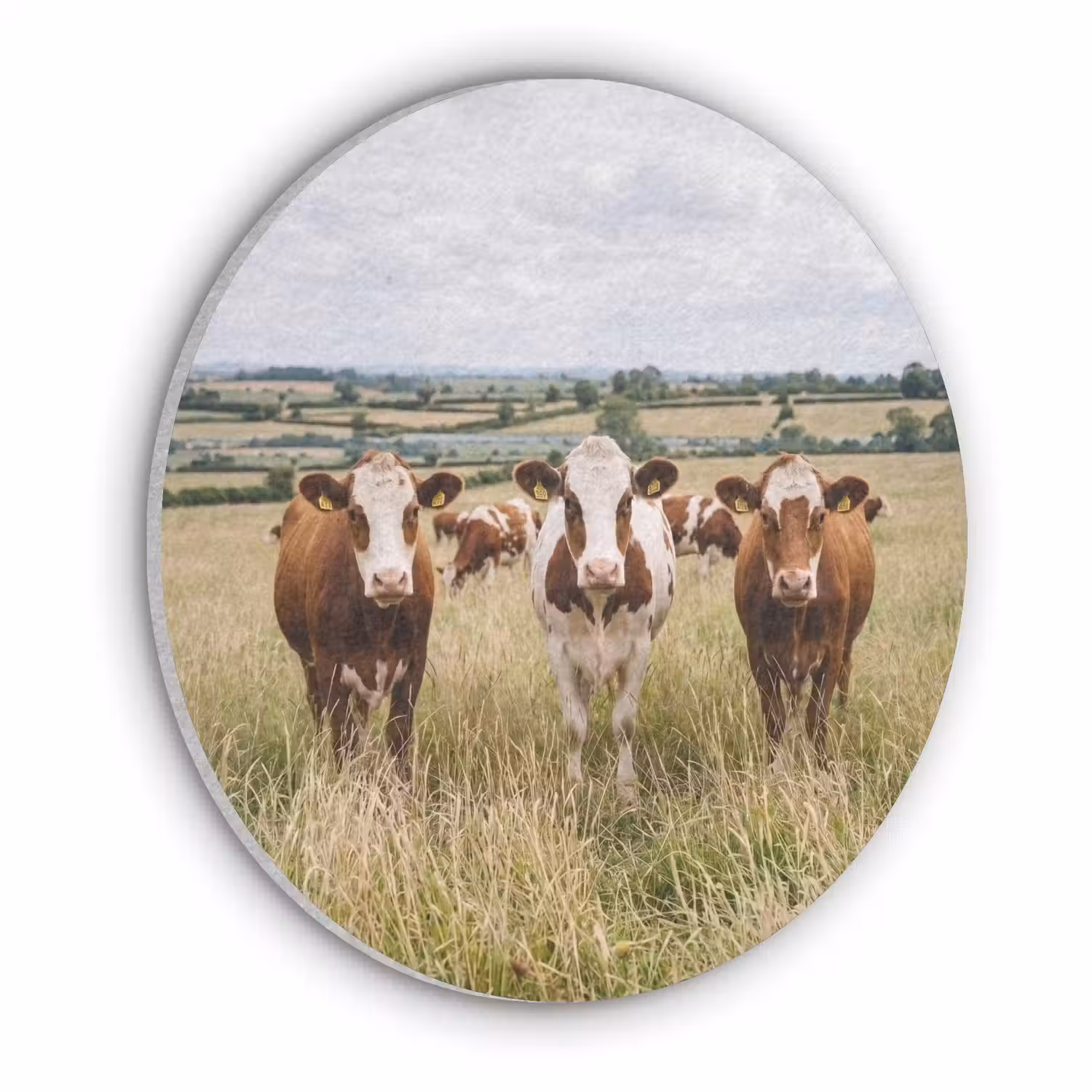 Koeien - Portret - Weide - Boerderij - Nieuwsgierig Akoestische PET Vilt - Rond klein -3d