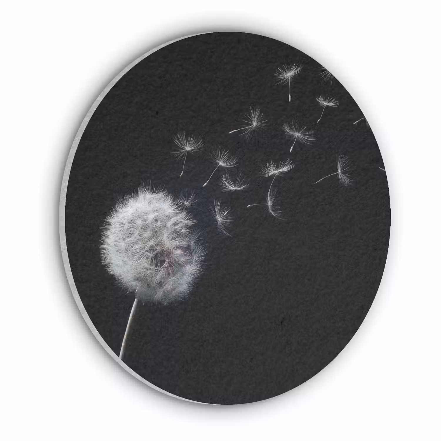 Paardenbloem - Zwart - Natuur Akoestische PET Vilt - Rond klein -3d