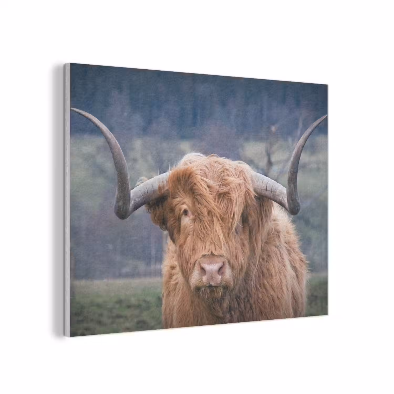 Schotse Hooglander - Koeienkop - Landschap - Natuur - Koe PET vilt klein -3d