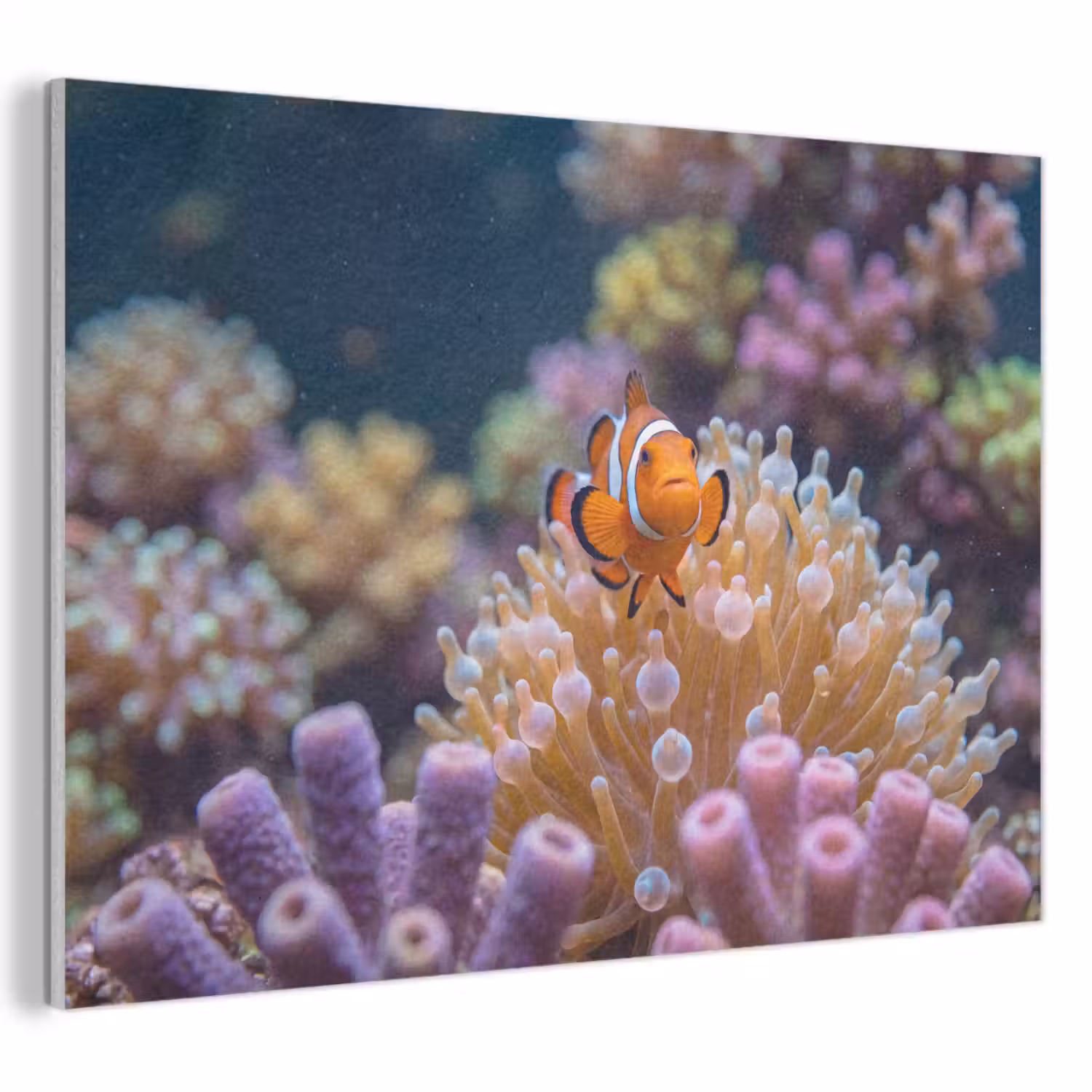 Vis - Koraal - Onderwater - Oranje - Dieren PET vilt klein -3d