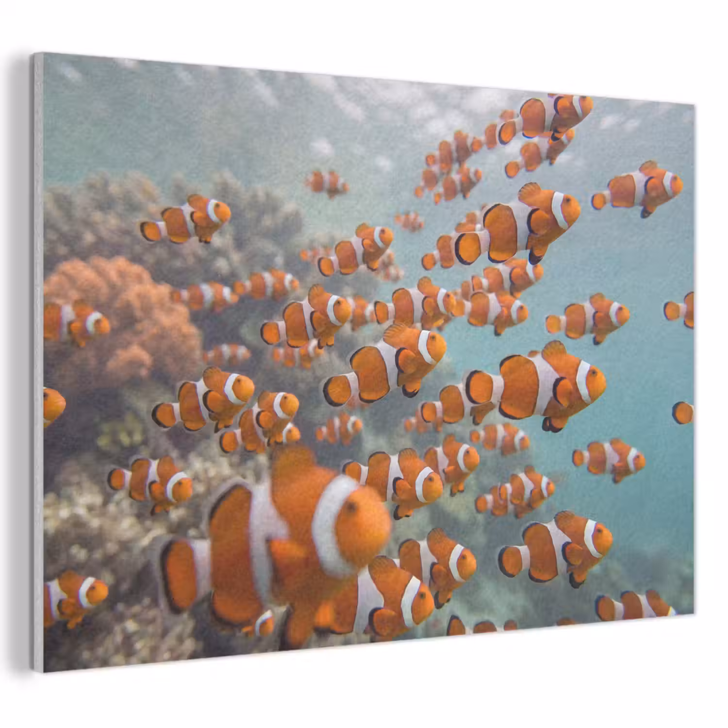 Vis - School - Onderwater - Dieren - Oranje PET vilt klein -3d