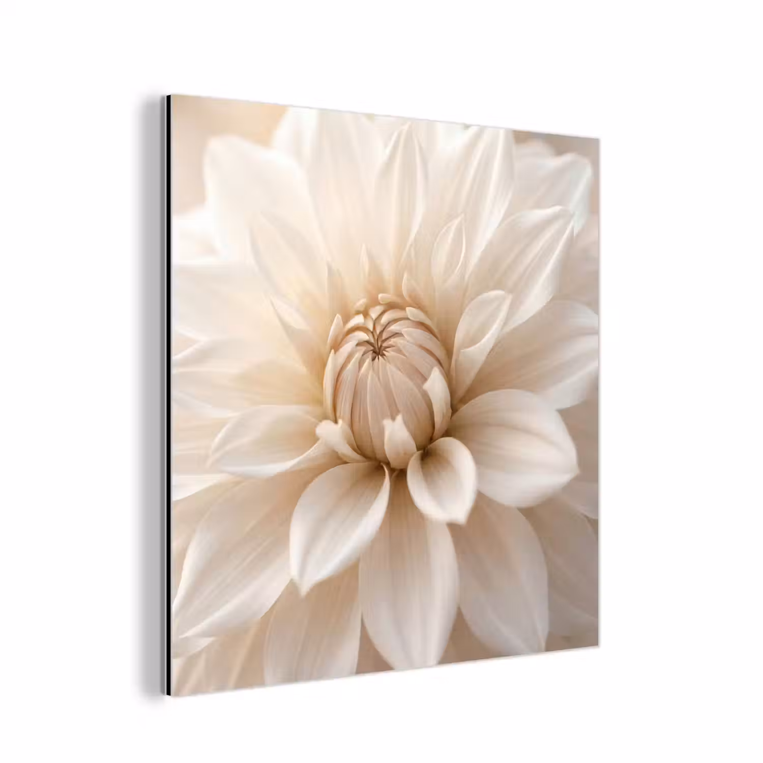 Bloem - Dahlia - Wit aluminium wit klein -3d