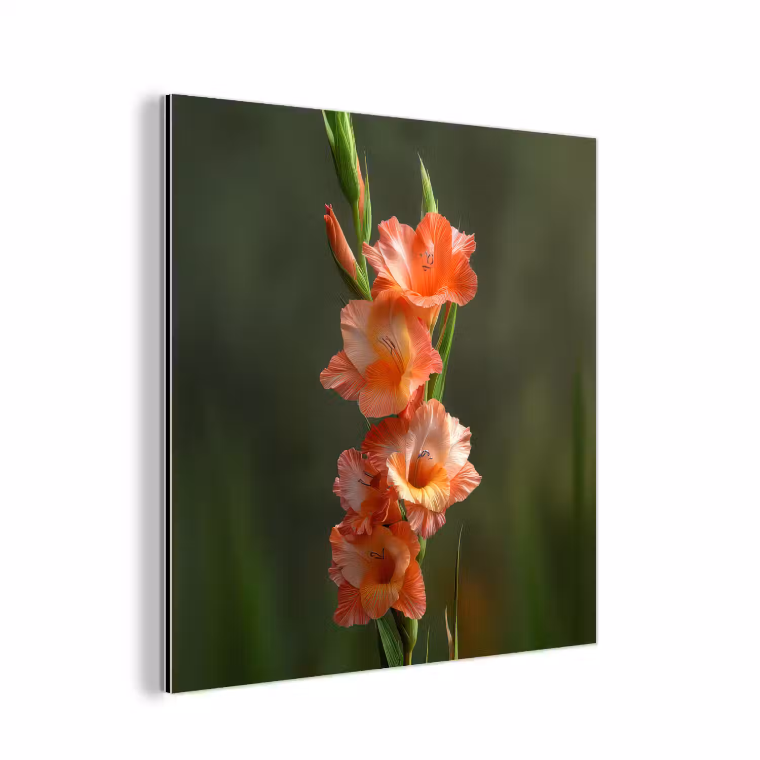 Bloem - Gladiolen - Zalmroze aluminium wit klein -3d