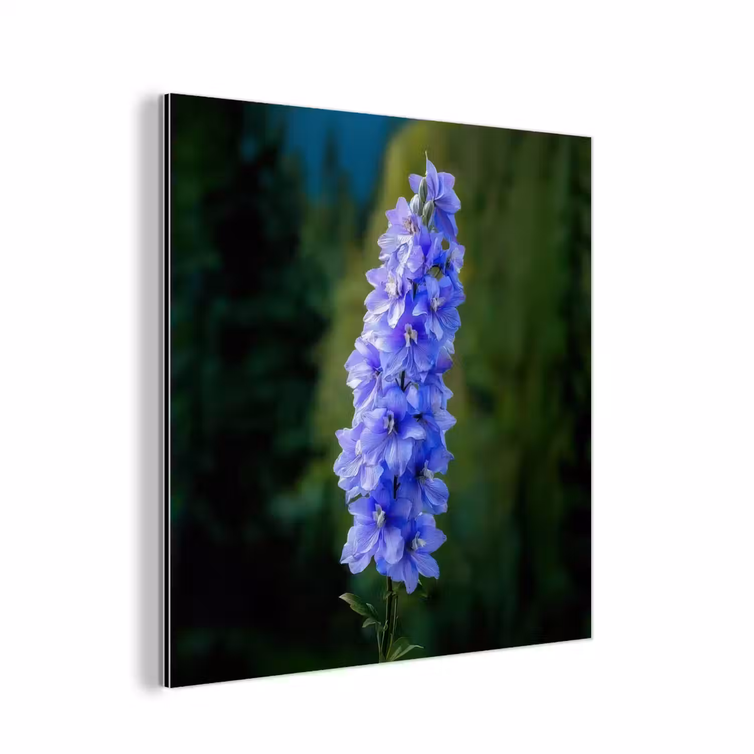 Bloemen - Blauw - Dennenboom aluminium wit klein -3d