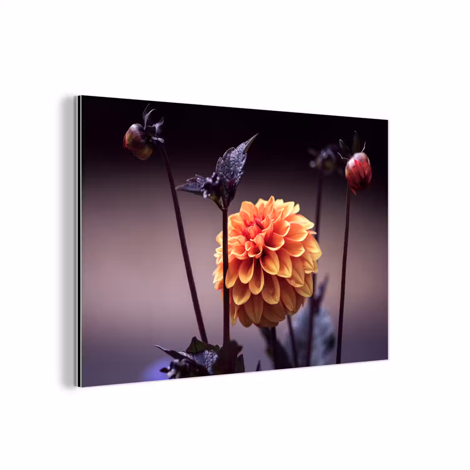 Bloemen - Chrysant - Macro - Planten aluminium wit klein -3d