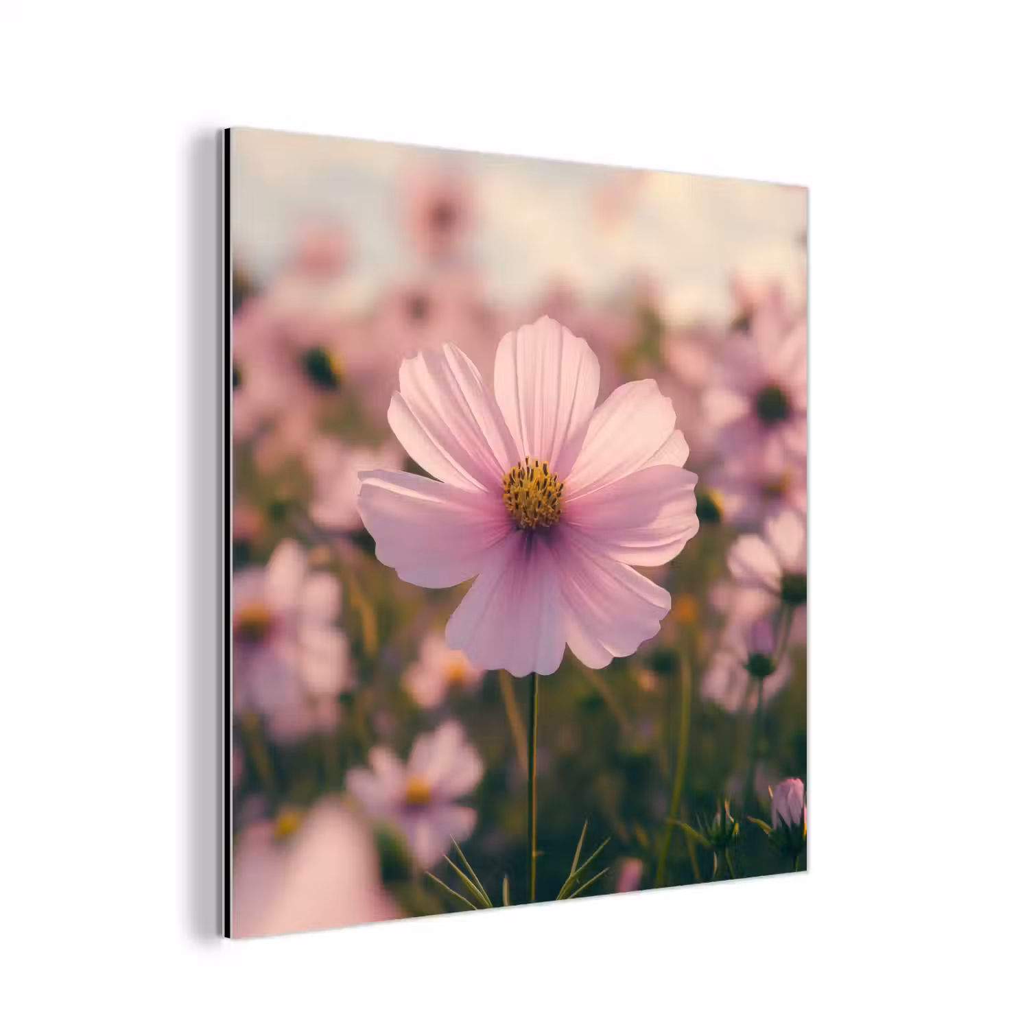 Bloemen - Paars - Wazig aluminium wit klein -3d