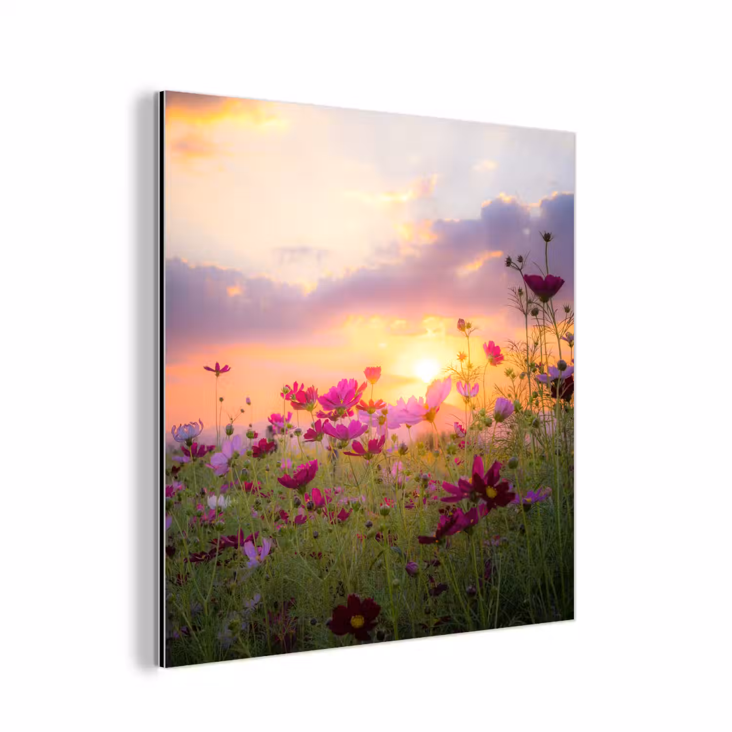 Bloemen - Roze - Zonsondergang - Natuur - Weide - Horizon aluminium wit klein -3d