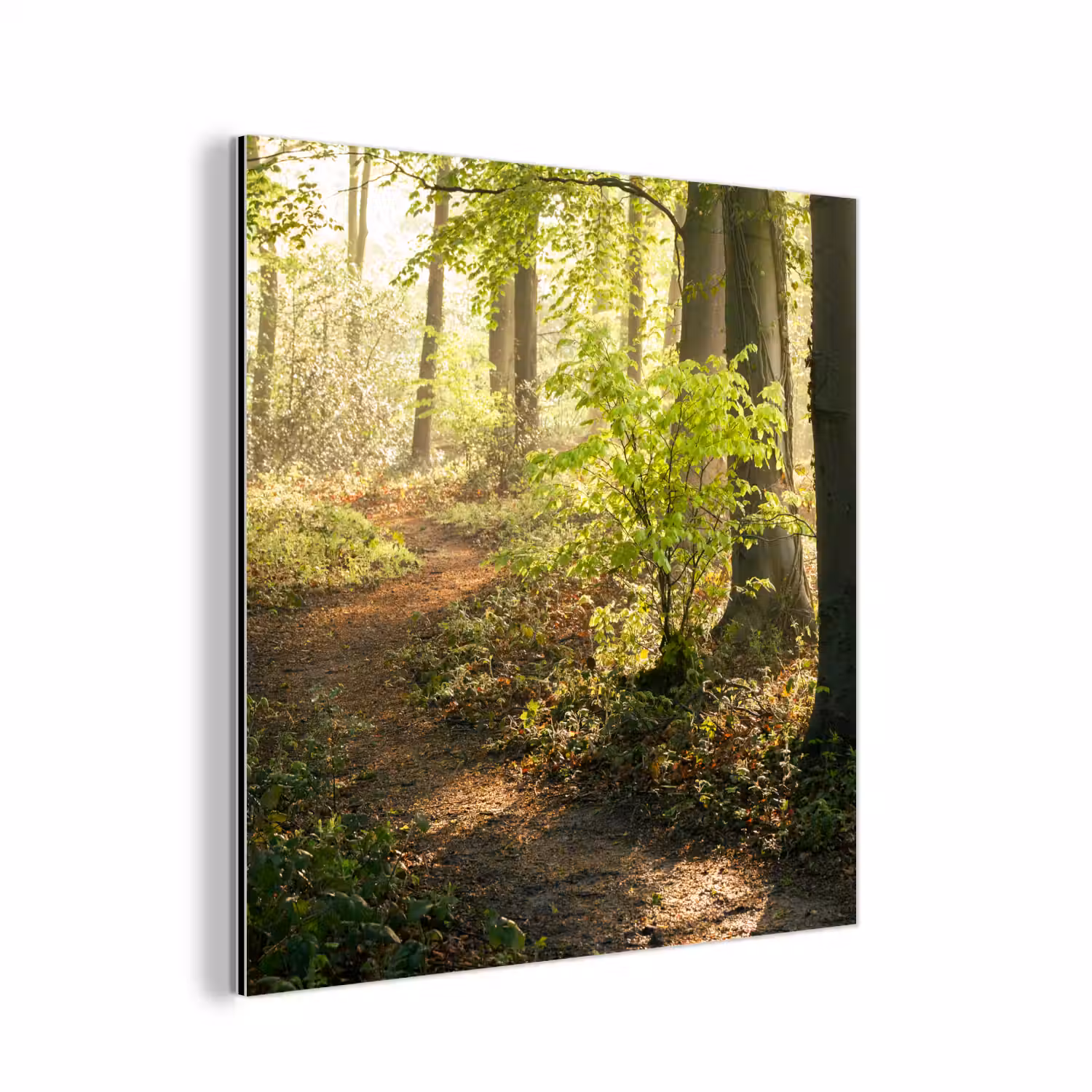 Bos - Bomen - Pad - Zon - Planten - Bladeren - Natuur aluminium wit klein -3d