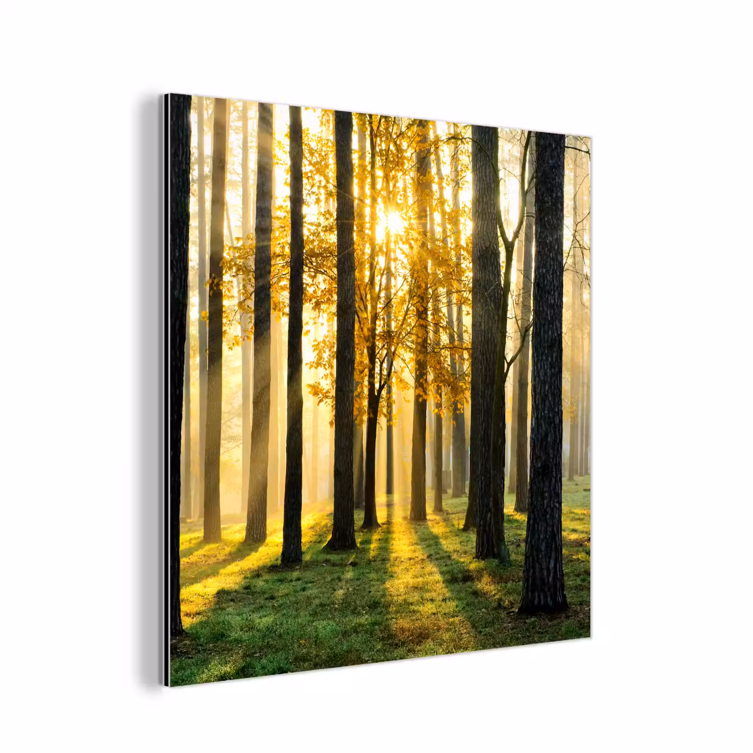 Bos - Zon - Bomen - Gras - Landschap - Natuur aluminium wit klein -3d
