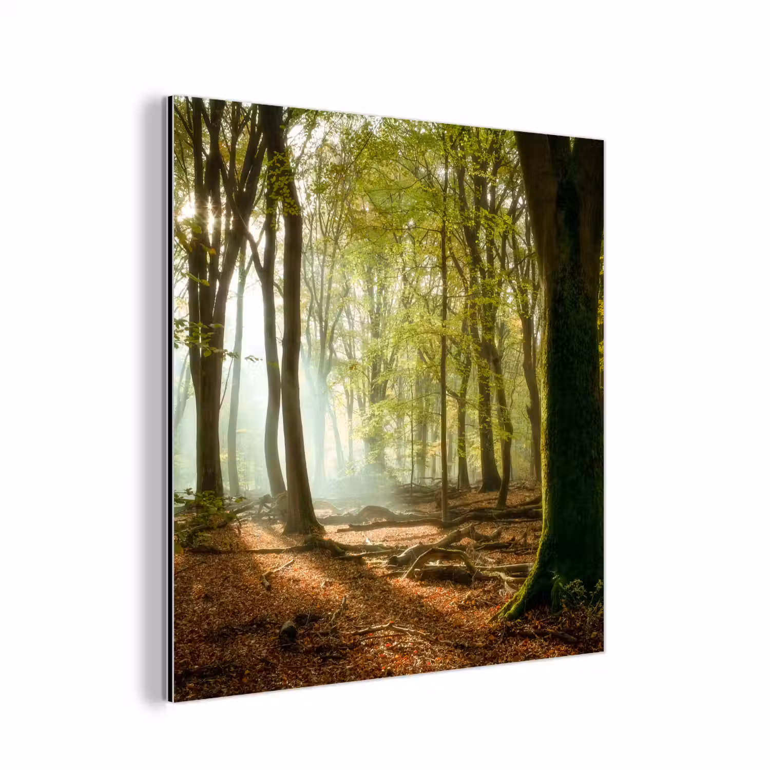 Bos - Zon - Seizoenen - Landschap aluminium wit klein -3d