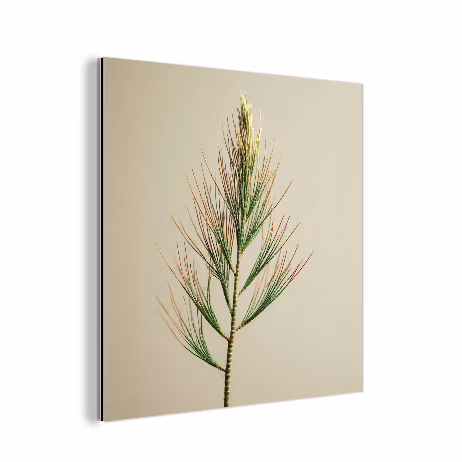 Dennentak - Naaldvormige bladeren - Lichtgroen aluminium wit klein -3d