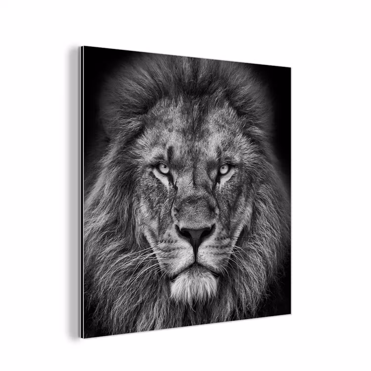 Dieren - Leeuw - Zwart - Wit - Portret aluminium wit klein -3d