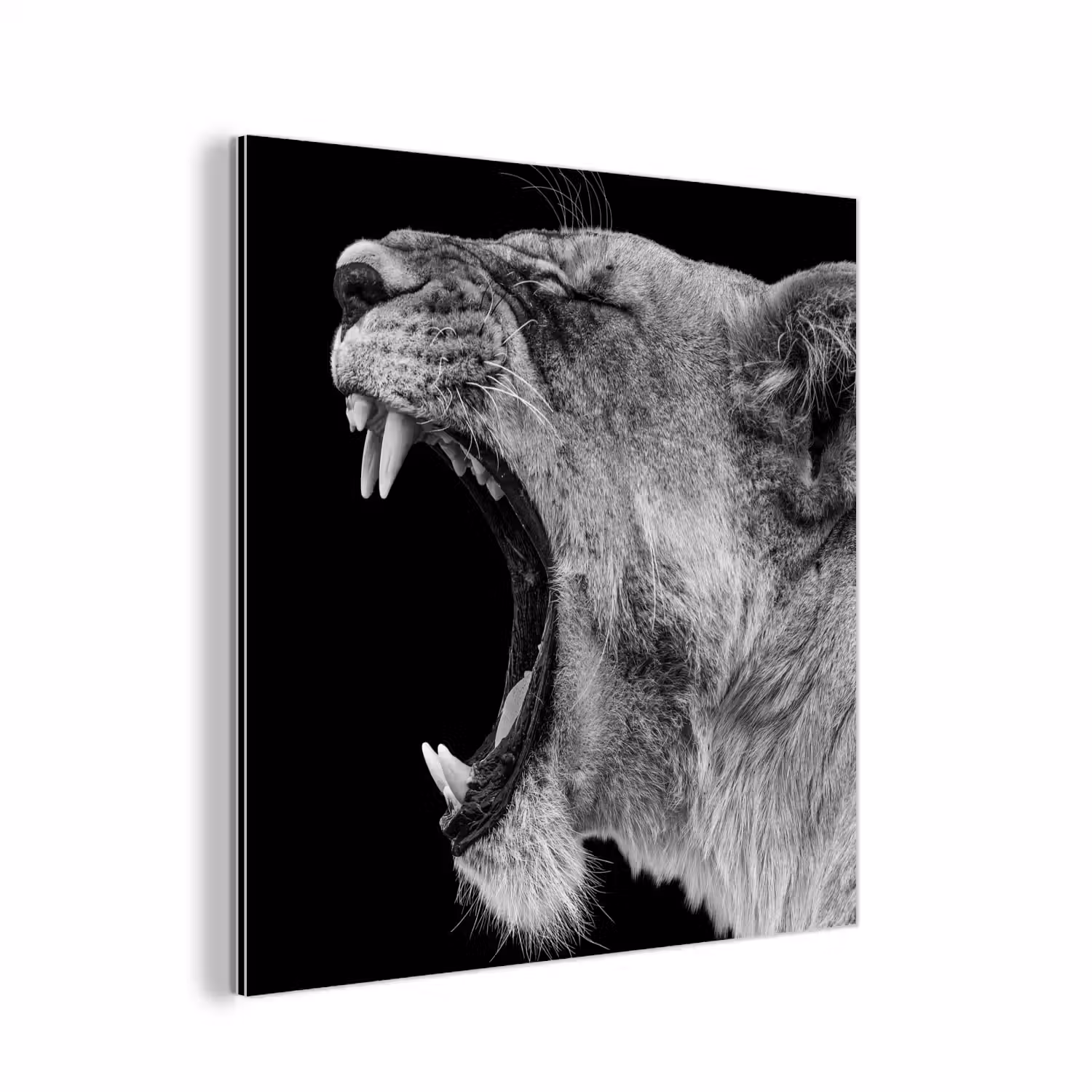 Dieren - Leeuw - Zwart - Wit - Portret aluminium wit klein -3d