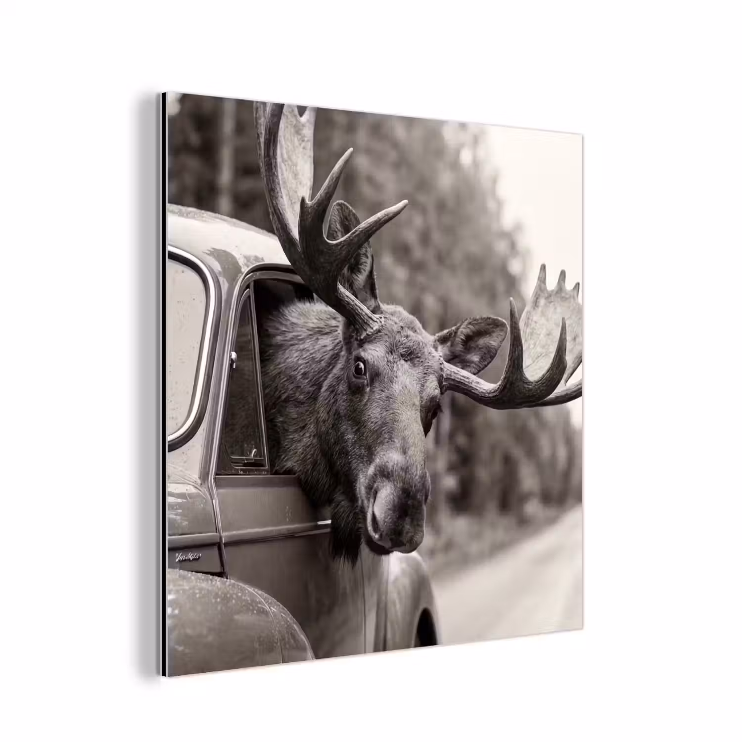 Eland - Auto - Gewei - Zwart - Wit aluminium wit klein -3d