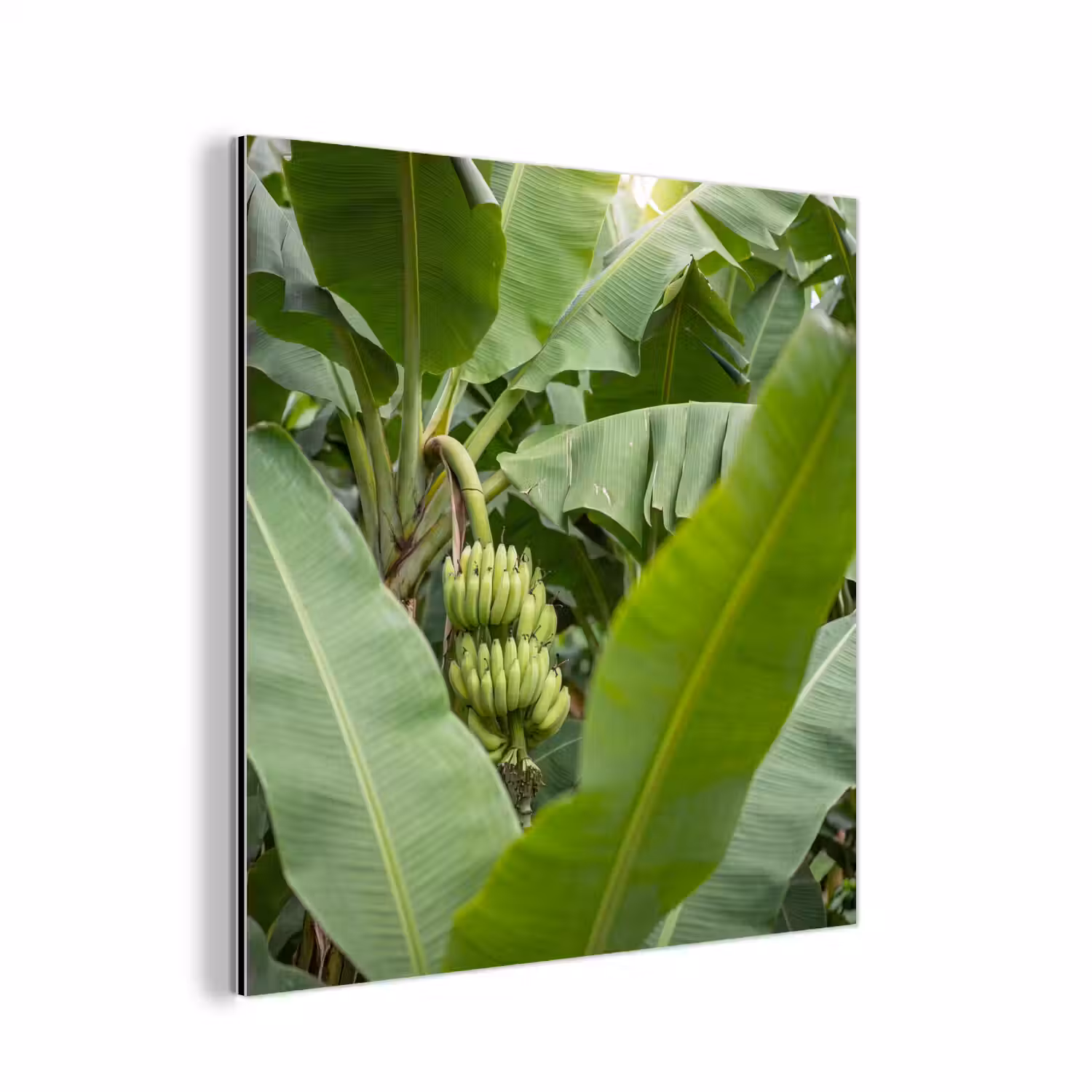 Eten - Bananen - Plantage - Groen aluminium wit klein -3d