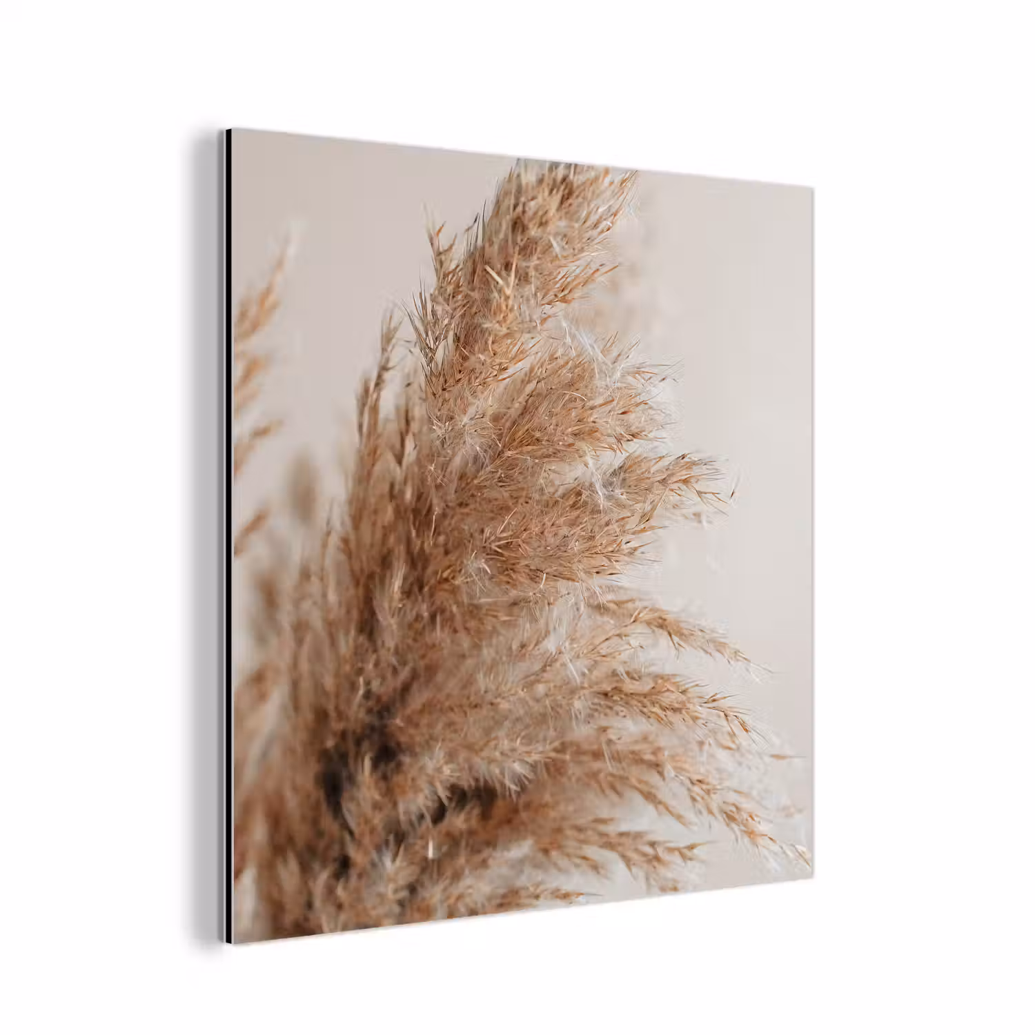 Gras - Planten - Natuur - Pampasgras aluminium wit klein -3d