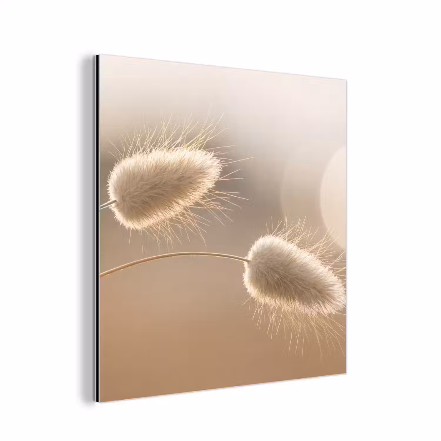 Hazestaartgras - Graanharen - Zonlicht aluminium wit klein -3d