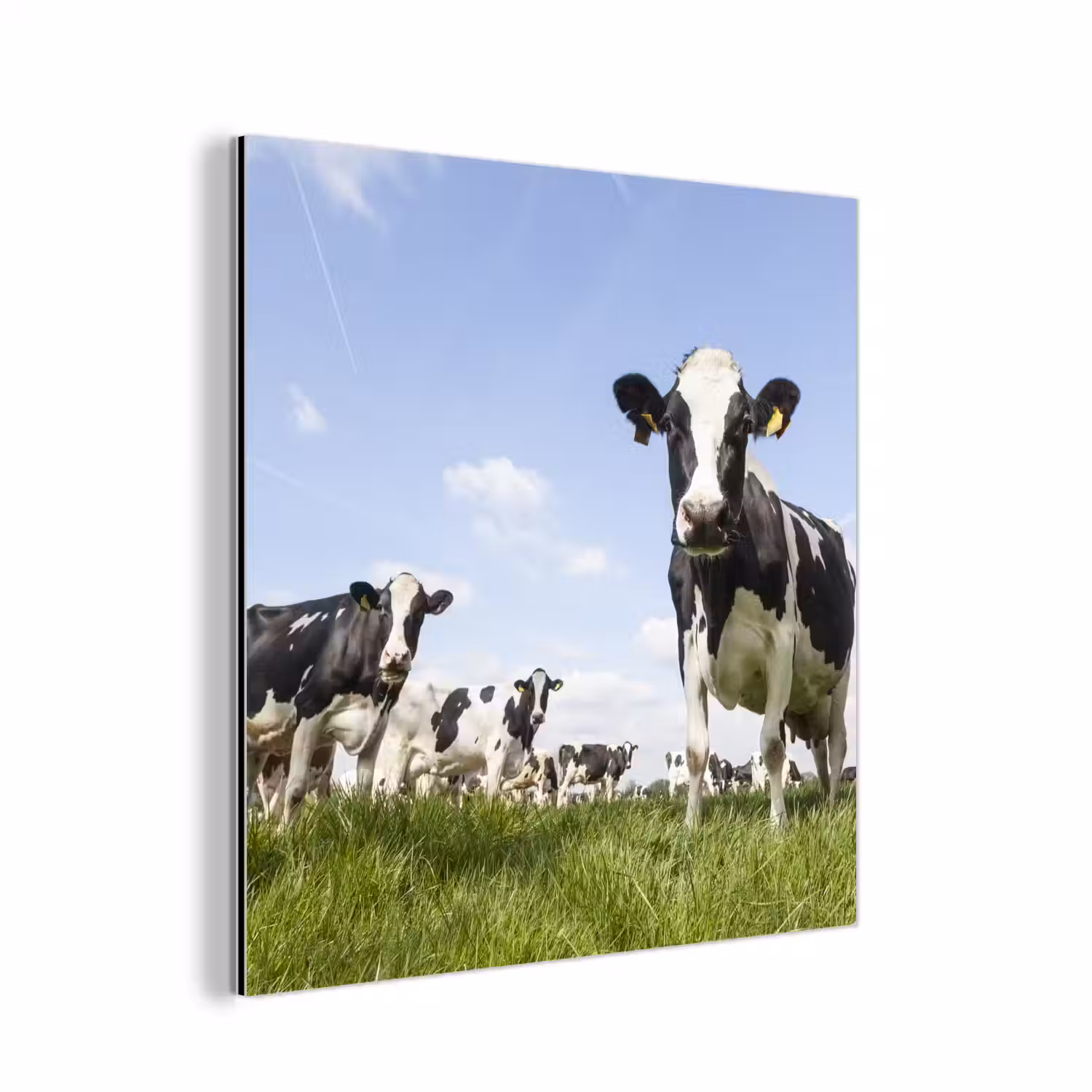 Koeien - Gras - Dieren - Zon - Boerderij aluminium wit klein -3d