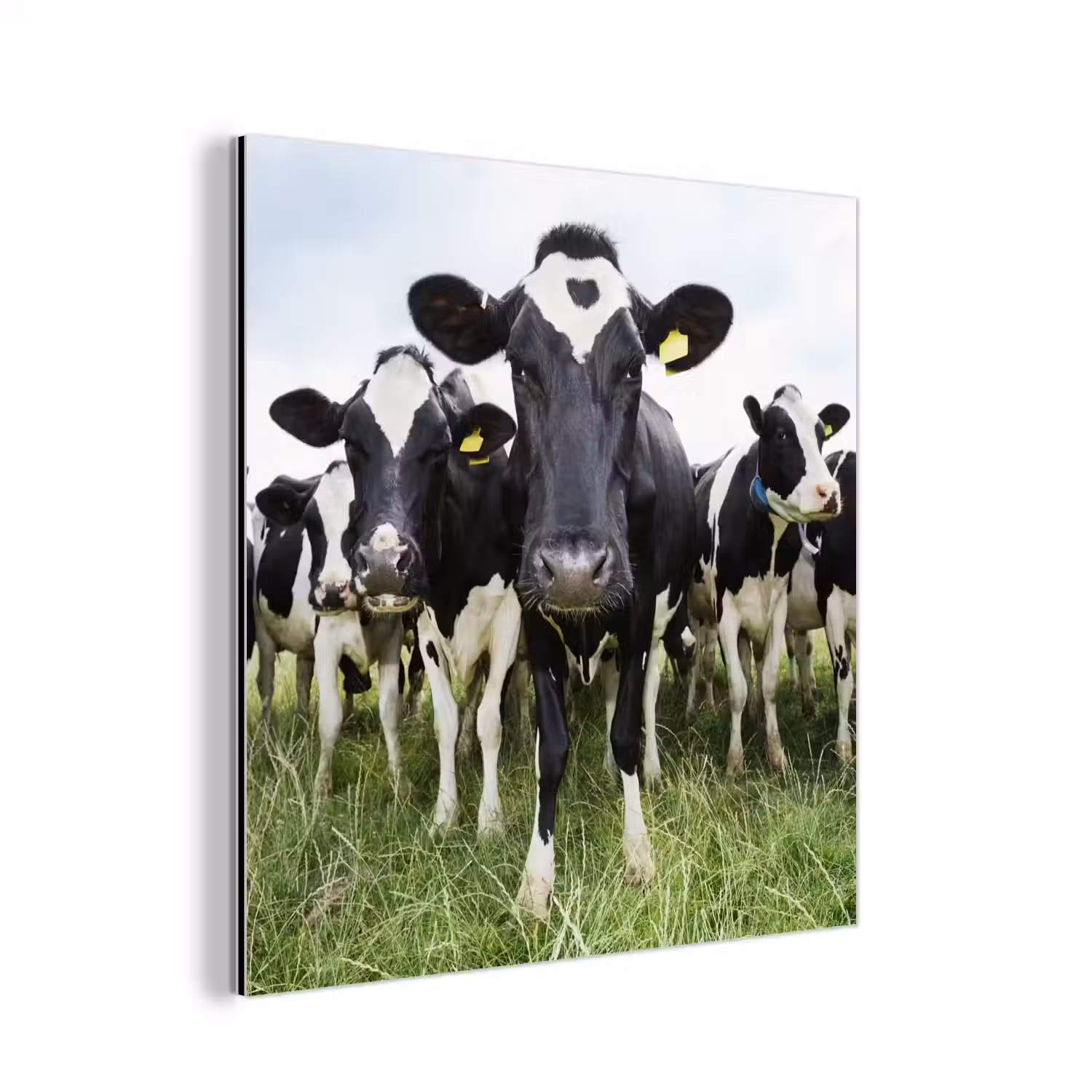 Koeien - Gras - Lente - Dieren - Weiland - Boerderij aluminium wit klein -3d