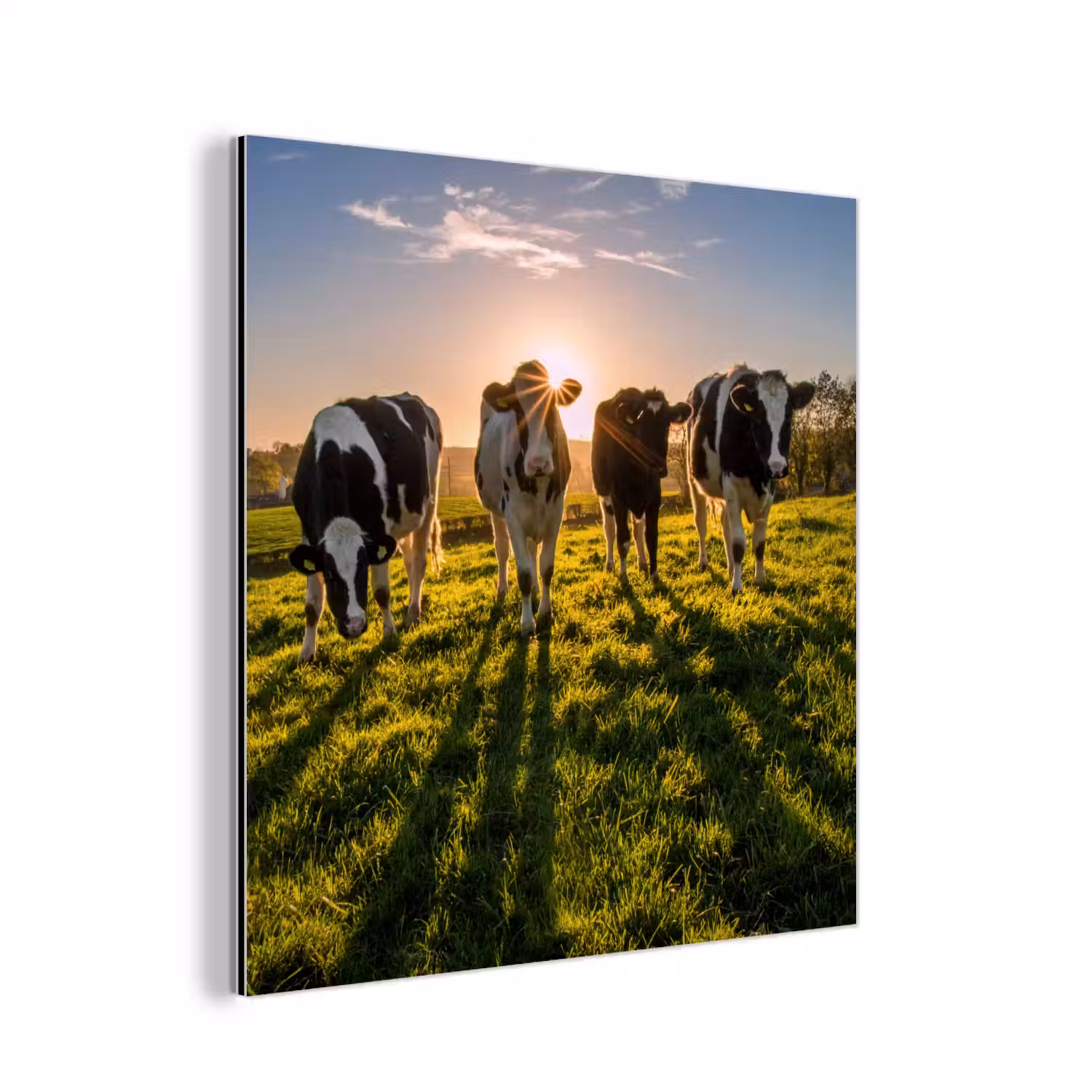 Koeien - Zon - Gras - Dieren - Boerderij aluminium wit klein -3d