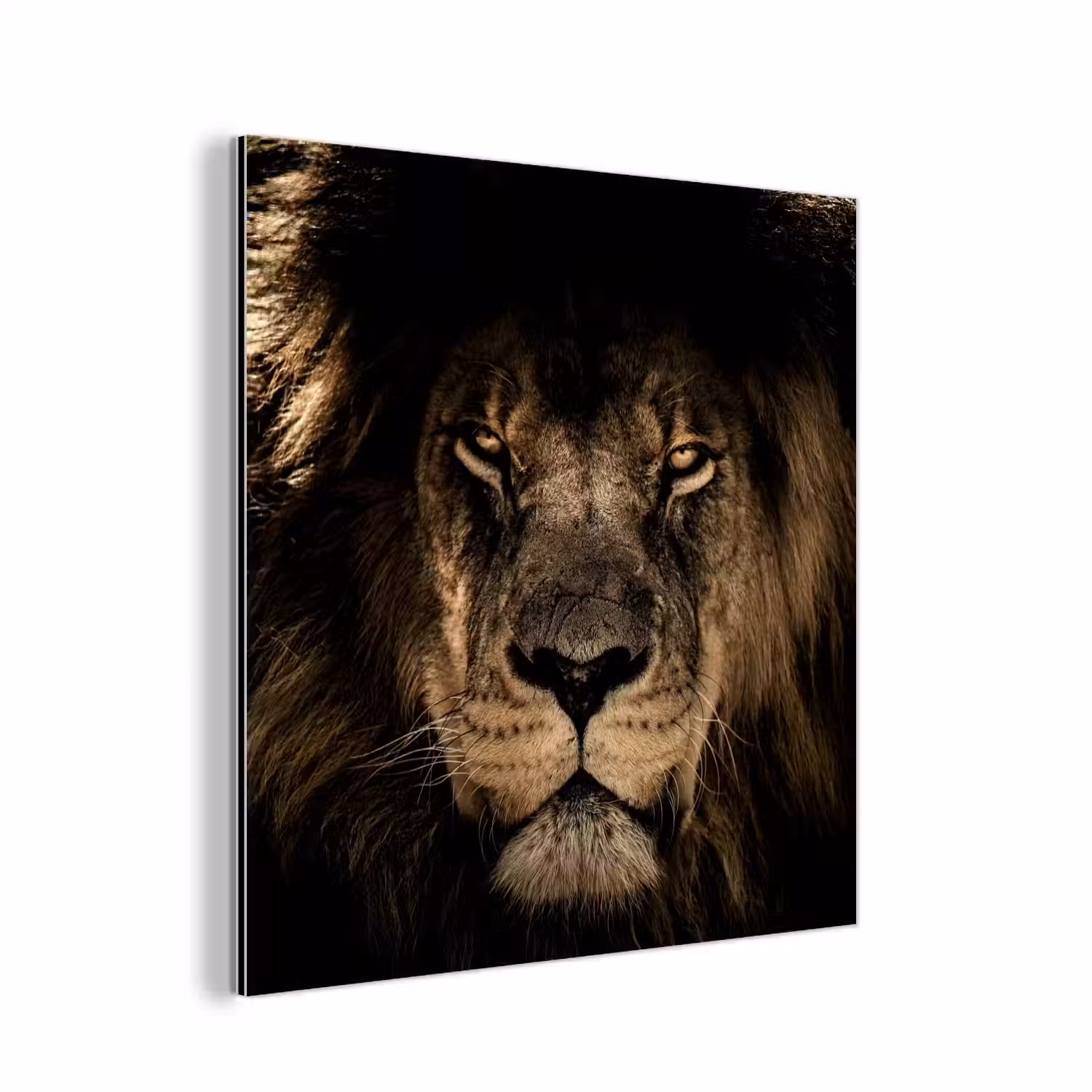 Leeuw - Dieren - Zwart - Portret aluminium wit klein -3d