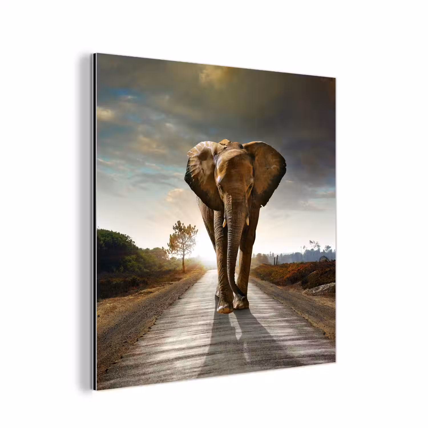 Olifant - Weg - Dieren - Zonsondergang - Landschap aluminium wit klein -3d