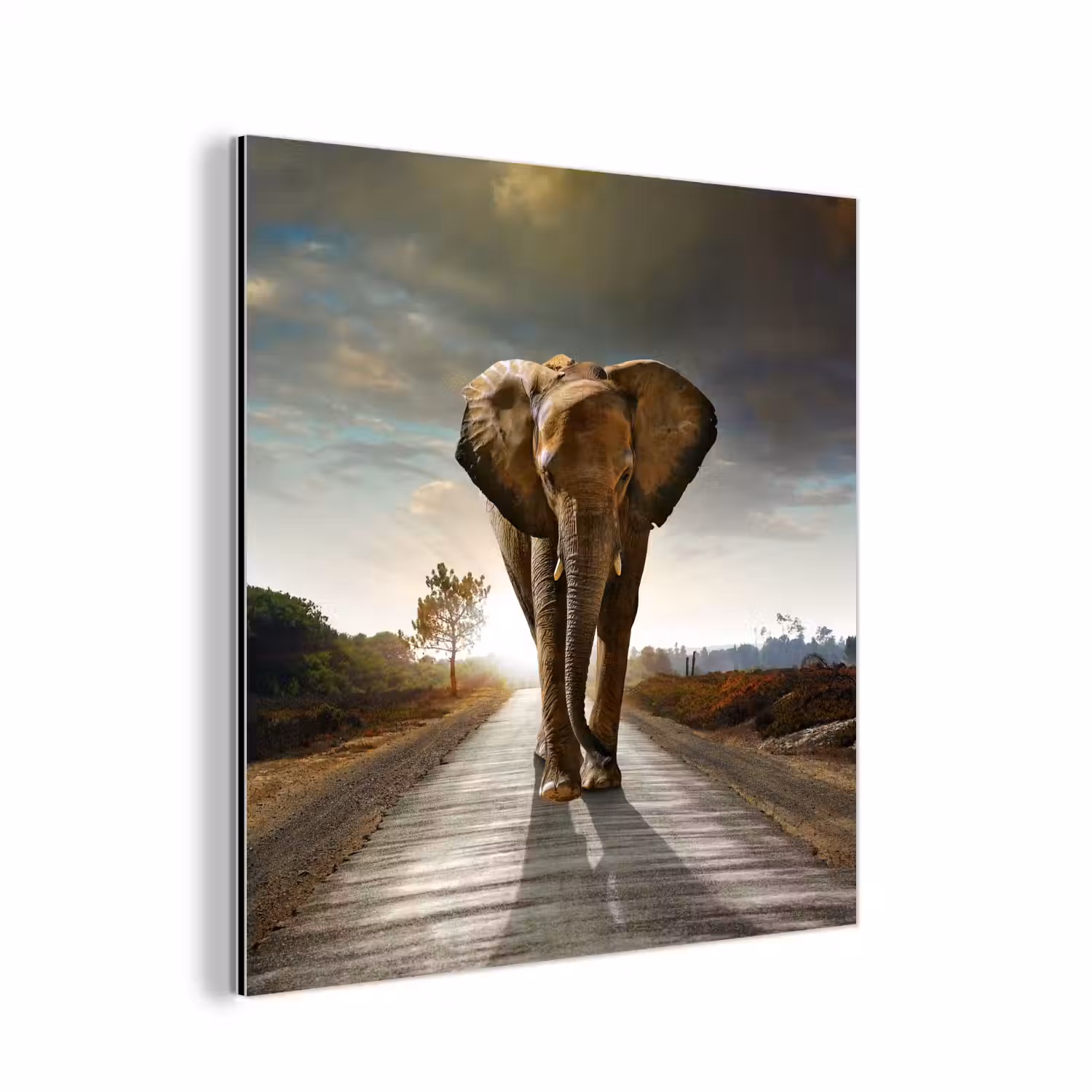 Olifant - Weg - Dieren - Zonsondergang - Landschap aluminium wit klein -3d