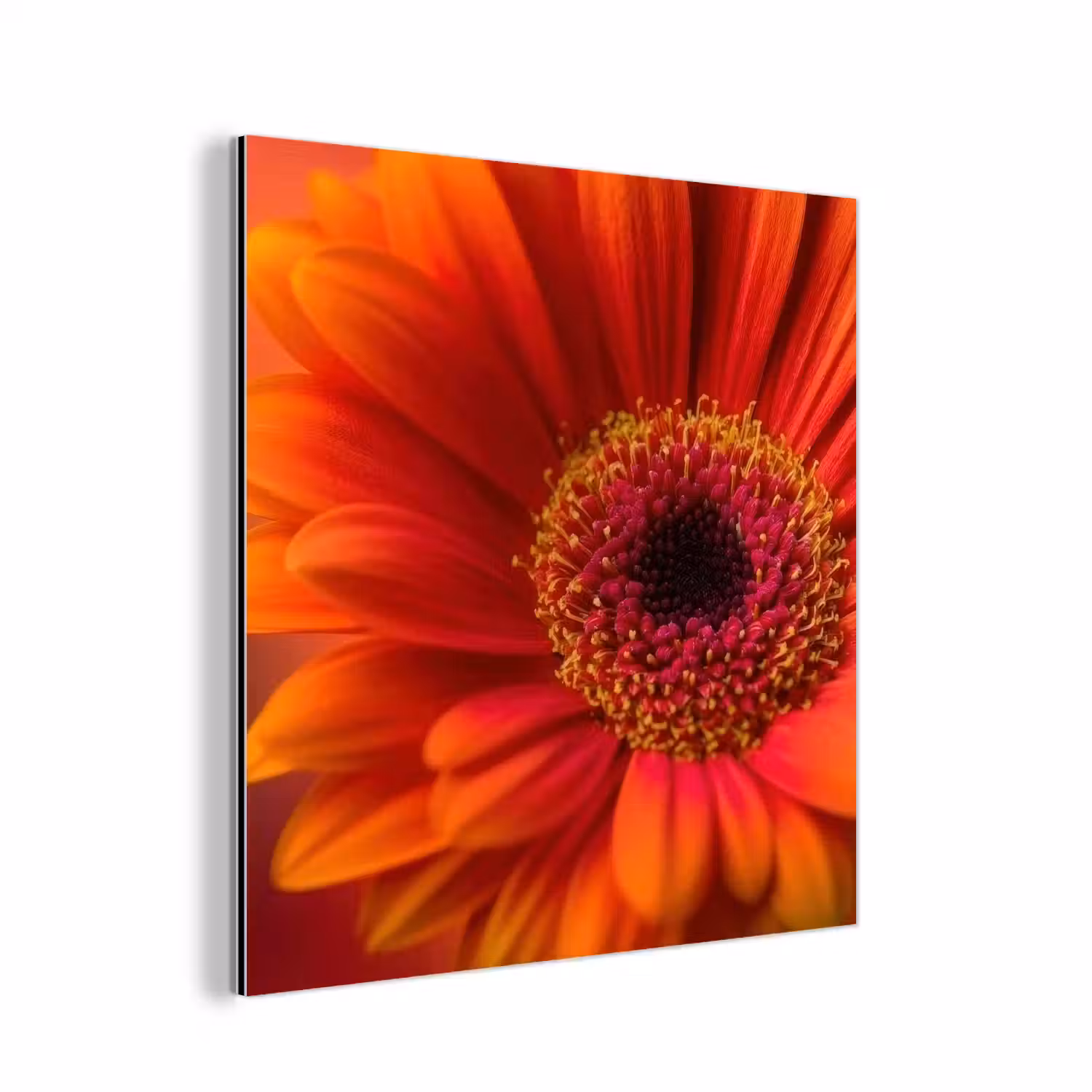 Oranje - Gerbera - Intens aluminium wit klein -3d
