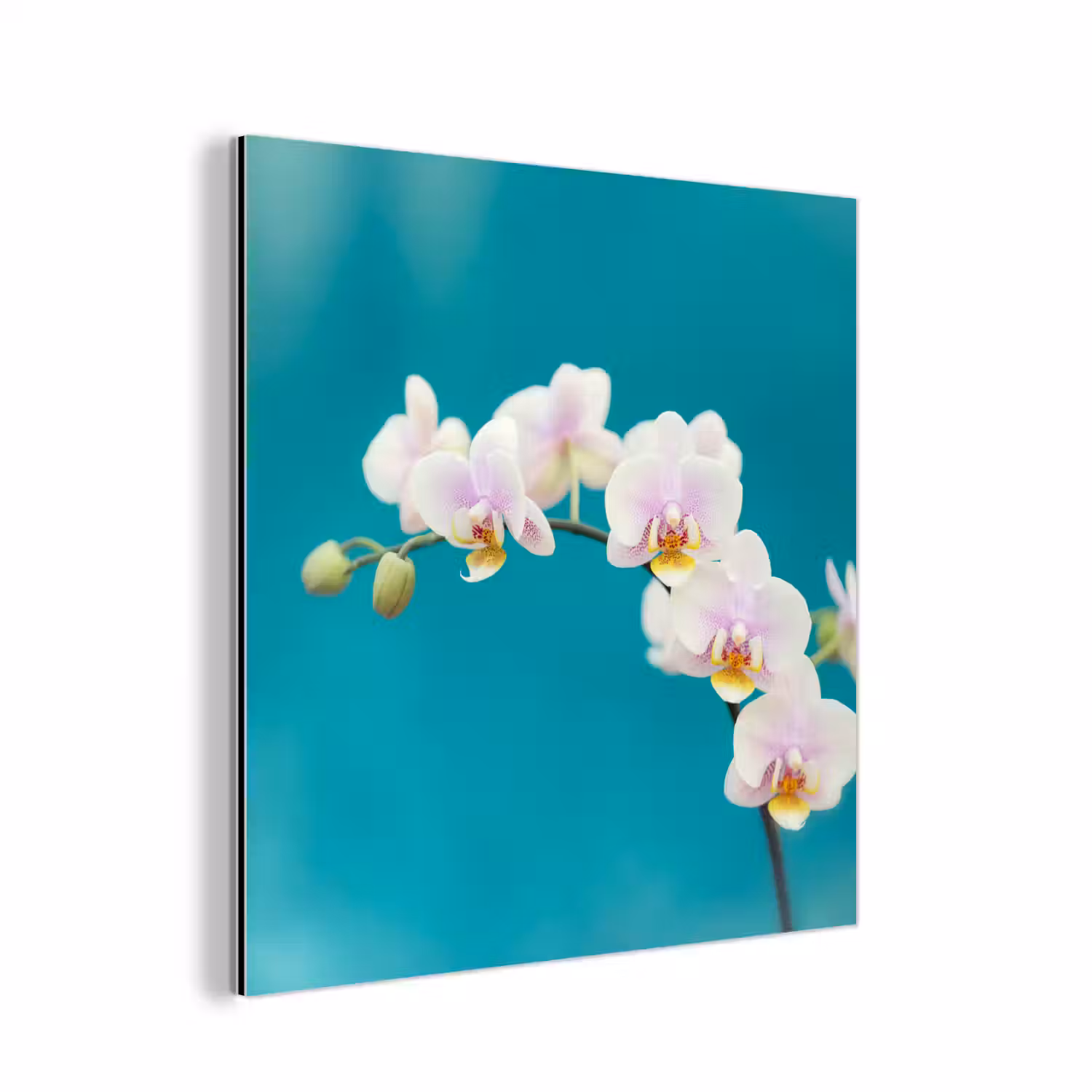 Orchidee - Bloemen - Plant - Wit - Paars aluminium wit klein -3d