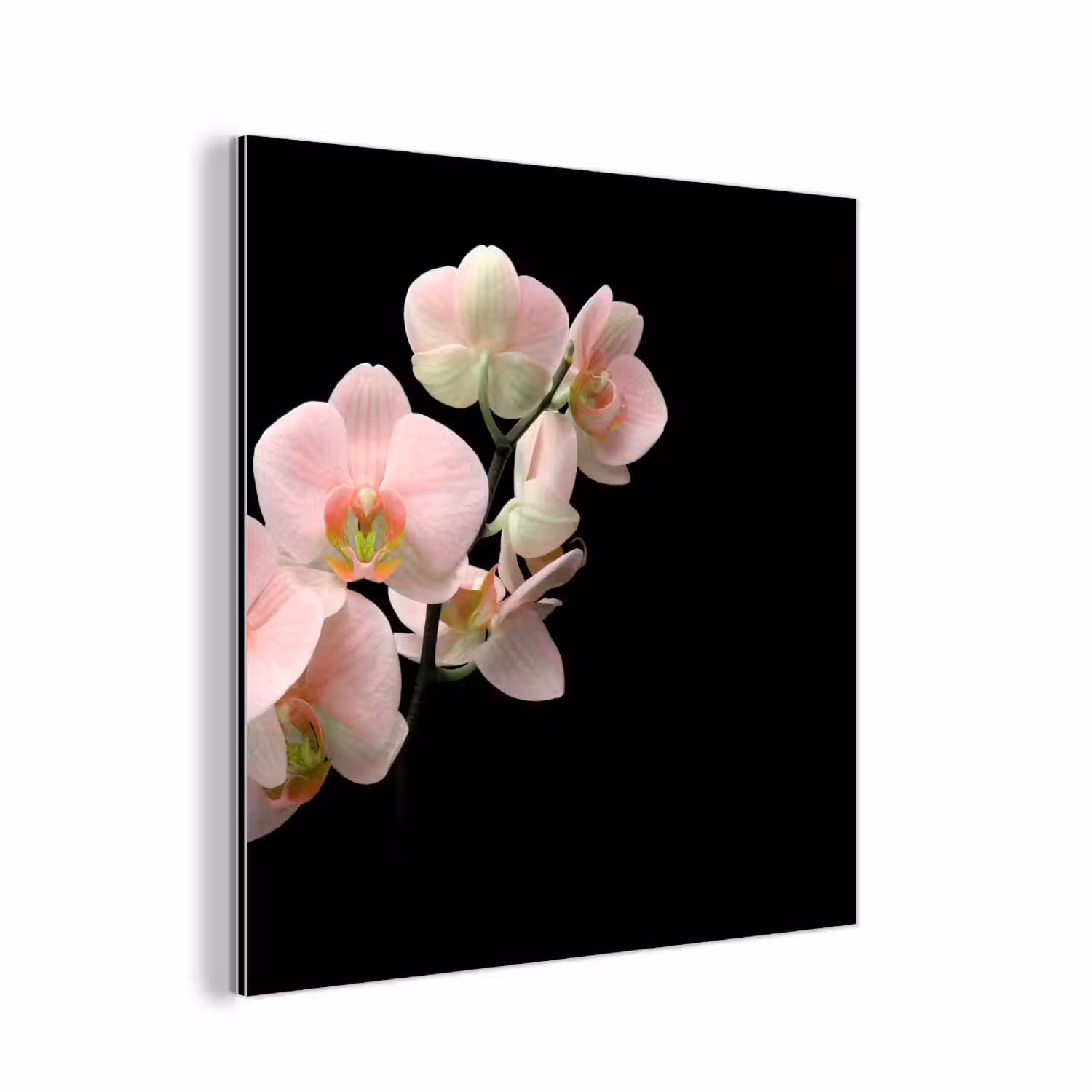Orchidee - Bloemen - Roze - Stilleven - Flora aluminium wit klein -3d