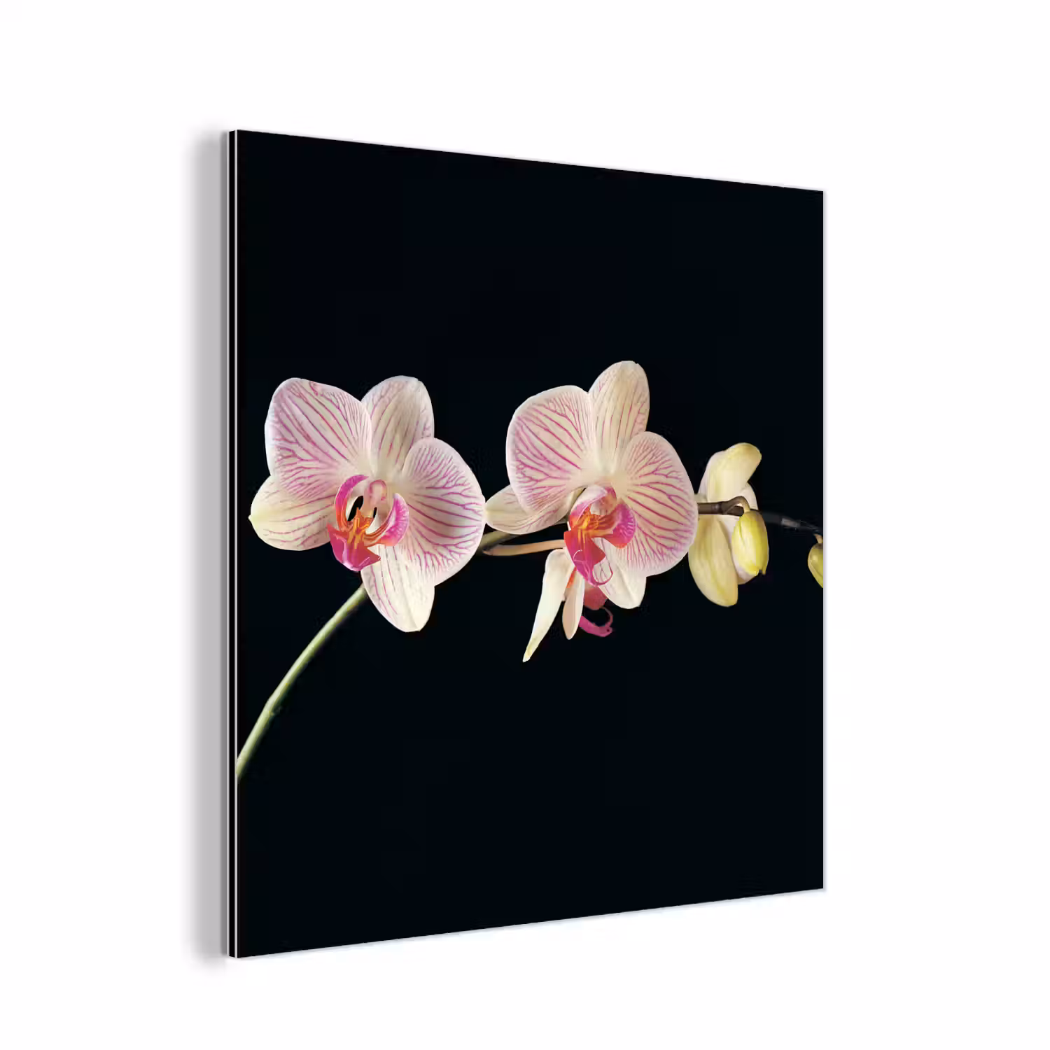 Orchidee - Bloemen - Zwart - Roze - Knoppen aluminium wit klein -3d
