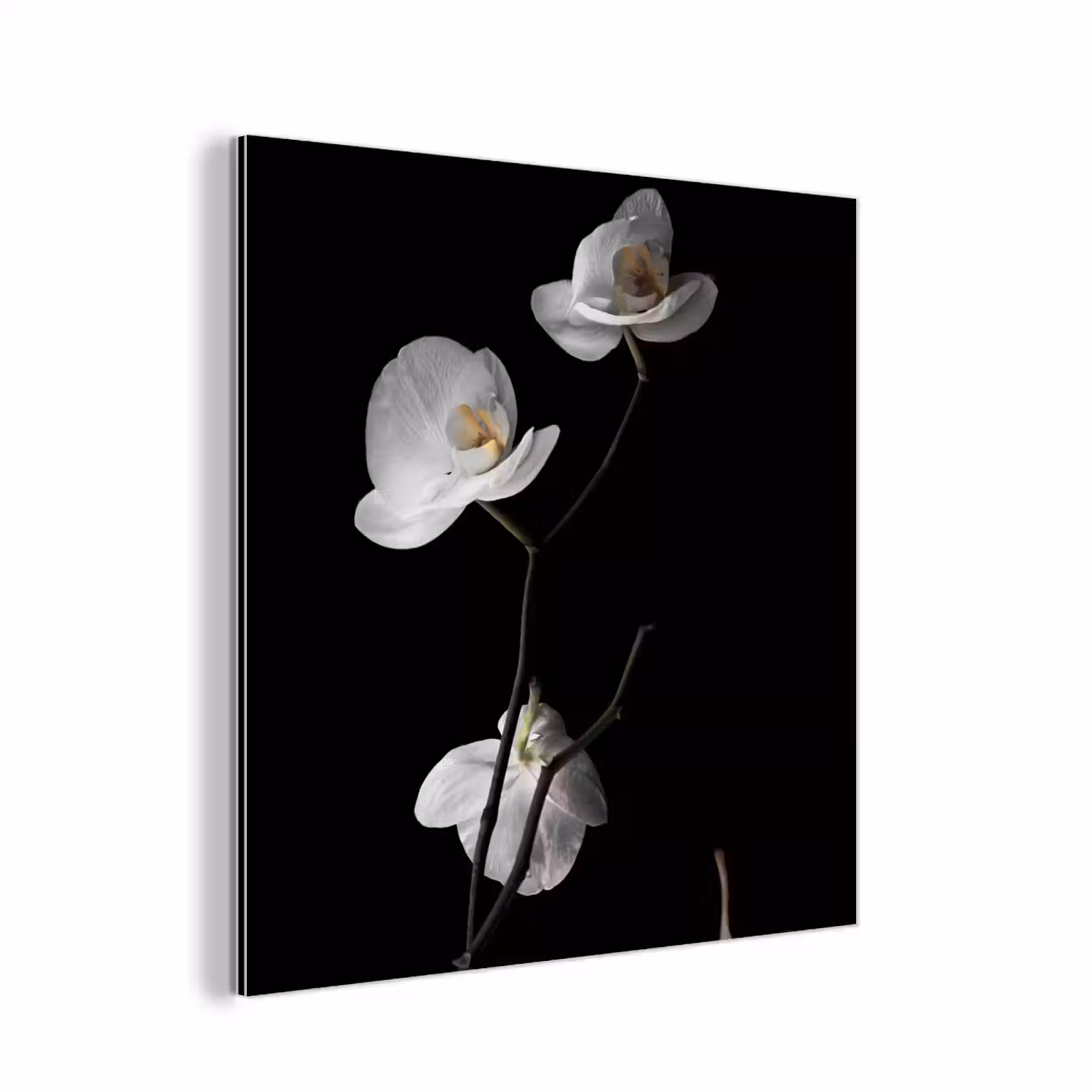 Orchidee - Bloemen - Zwart - Wit - Stilleven aluminium wit klein -3d