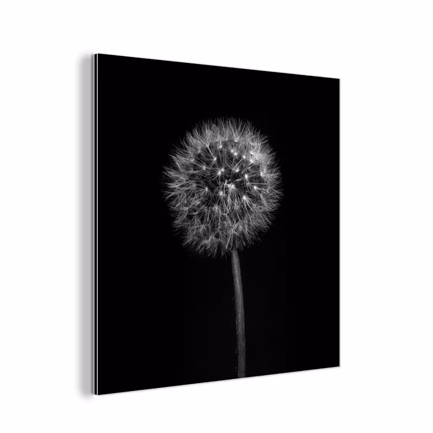 Paardenbloem - Zwart - Bloemen - Botanisch aluminium wit klein -3d