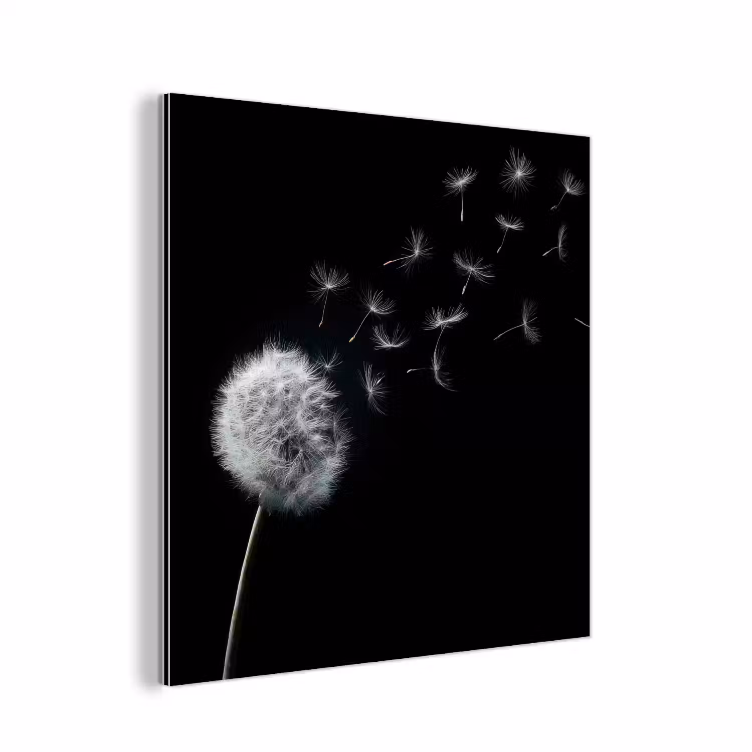 Paardenbloem - Zwart - Natuur aluminium wit klein -3d