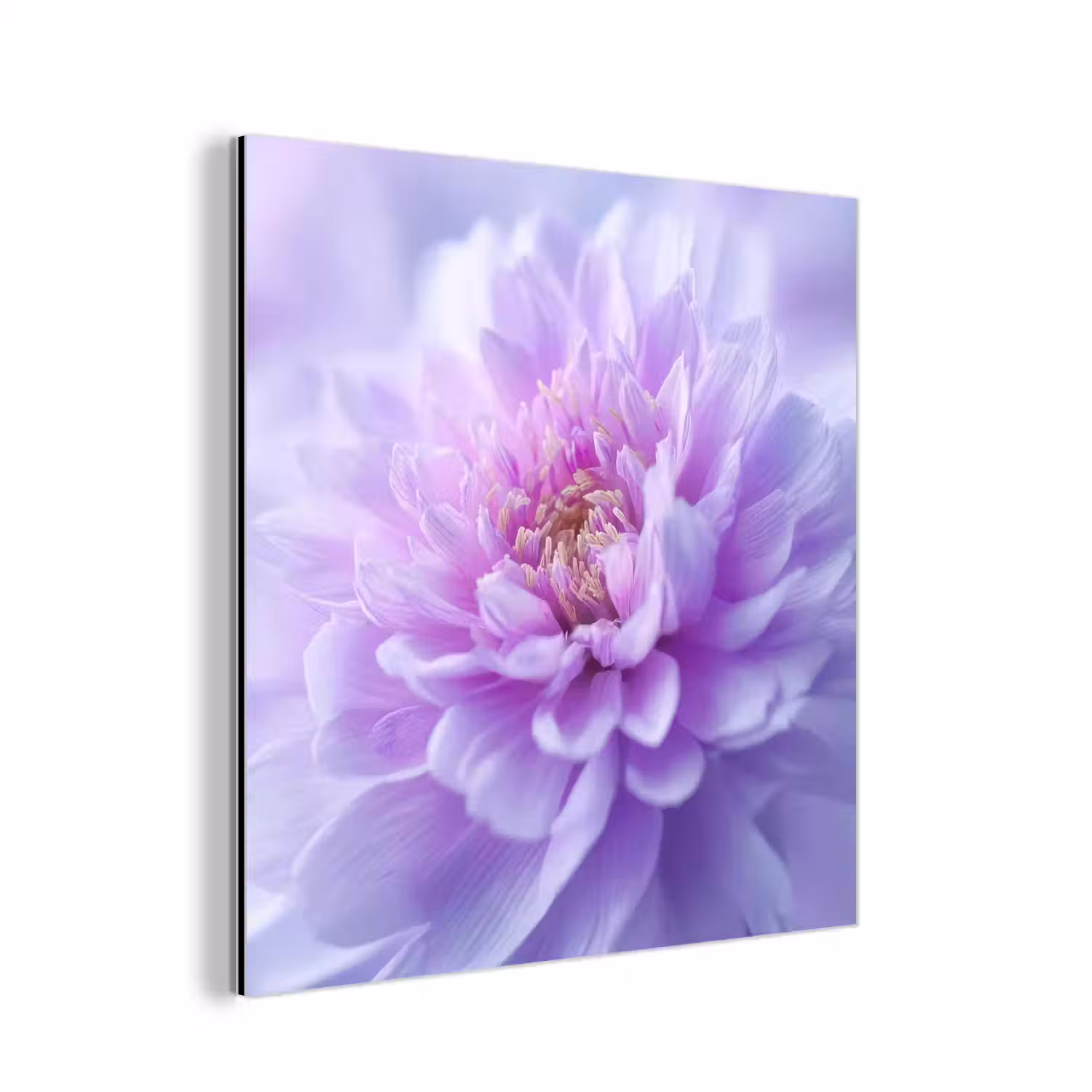 Paars - Dahlia - Dromerig aluminium wit klein -3d