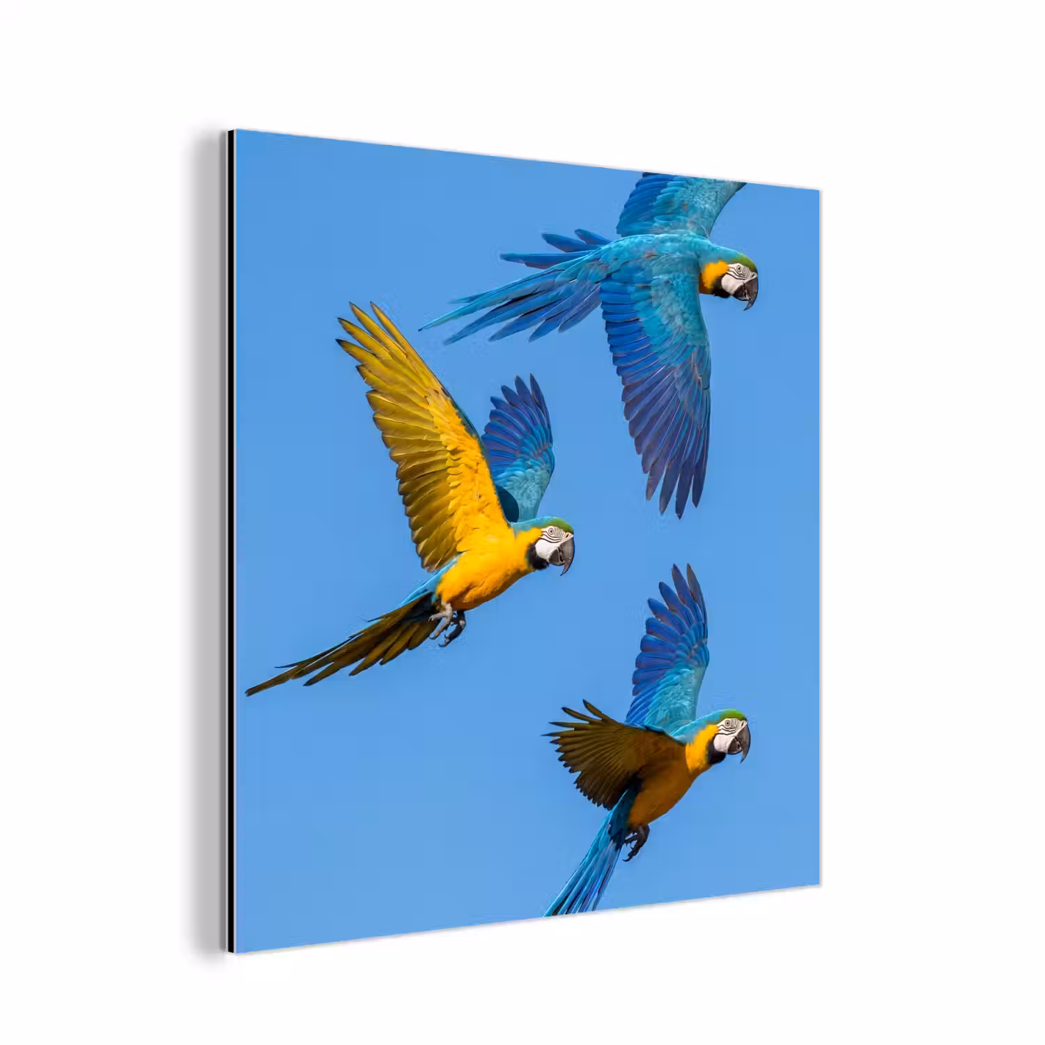 Papagaai - Vliegen - Blauw - Geel aluminium wit klein -3d